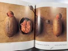 ANN GEDDES : Down In The Garden Brand New 1st Edition BABY PHOTO BOOK