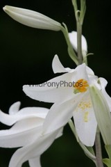 Flowers Photo, Pick One Image – Various Sizes