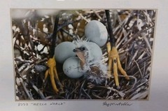 Framed Signed Photo 8773 «Hello World» by Ray Mosteller 11.5″x9.5″ Bird Nest Egg