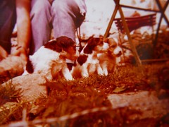 «PUPPIES»: PHOTO, COLOUR PHOTO, 70s/80s, CUPS, DOGS, HOLIDAYS, FARM!