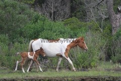 Chincoteague Pony Photo -Mares & Foals- Pick One Image -Various Sizes