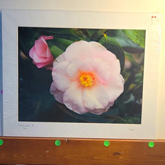Duke Pat Brown Signed Photo Print Pats Camellia II Flower Botanical Ed 16/200