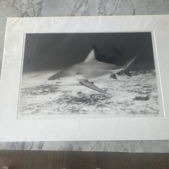 Signed Underwater Shark & Manta Ray Photographs Set, Matted, Landscape (3)