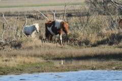 Chincoteague Pony Photo -Mares & Foals- Pick One Image -Various Sizes