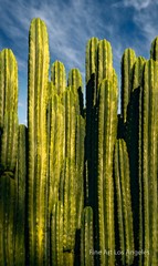 Jay Buchsbaum Photo, Untitled #4 Tall Cactus