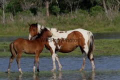 Chincoteague Pony Photo – Mare Freckles – Pick One Image -Various Sizes