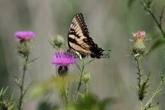 Butterflies Photo, Pick One Image – Various Sizes
