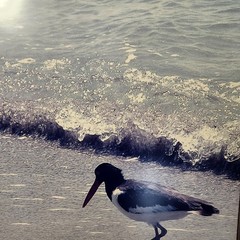 Framed Photo Of American Oystercatcher At Cayo Costa, Florida By Vince Radzik