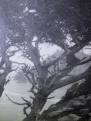 Leopold Hugo Signed Monterey Coast Cyprus Photograph