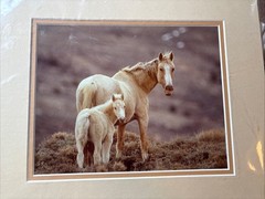 Kelsey Cain Photograph “Palomino & Colt” #28 New In Plastic Never Opened