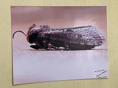 insect wall art photograph- House Moth 8.5×11