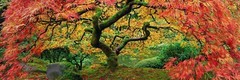 Peter Lik Signed Limited Edition «Autumn Spirit» 1.5 meter 606 Ash Frame 158/950