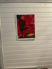Garden Rose #6 – landscape photograph 8.5×11