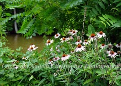 Original ACEO photo fine art print 2.5 x 3.5 inch CONEFLOWERS BY THE CREEK pink