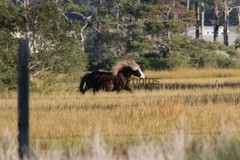 Chincoteague Pony Photo -Stallion Riptide- Pick One Image -Various Sizes