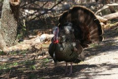 Turkey Photo, Pick One Image – Various Sizes