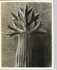 1942 Original BOTANICAL PLANT Seseli Gummiferum Flower Photo Art KARL BLOSSFELDT