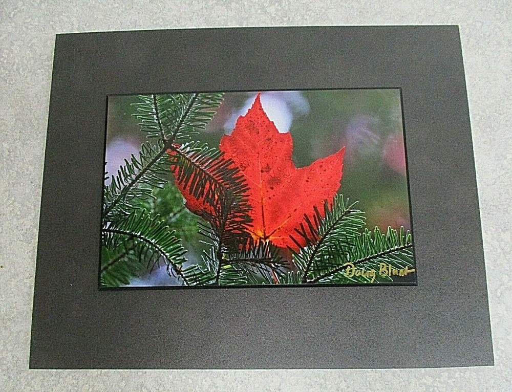 Signed Nature Autumn Red Leaf & Pine Photo on Dura Plaq by Doug Blunt 8×10 (A4)