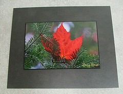 Signed Nature Autumn Red Leaf & Pine Photo on Dura Plaq by Doug Blunt 8×10 (A4)
