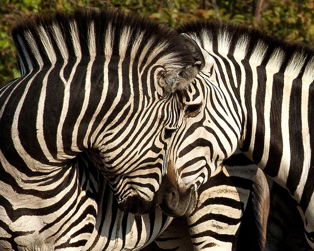 Gift, Gifts for Her, Gifts for Him, South Africa Zebra Canvas Wall Hanging Photo