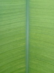 Photograph Green leaves Beautiful Sri Lanka Photo Image Nature Picture Print