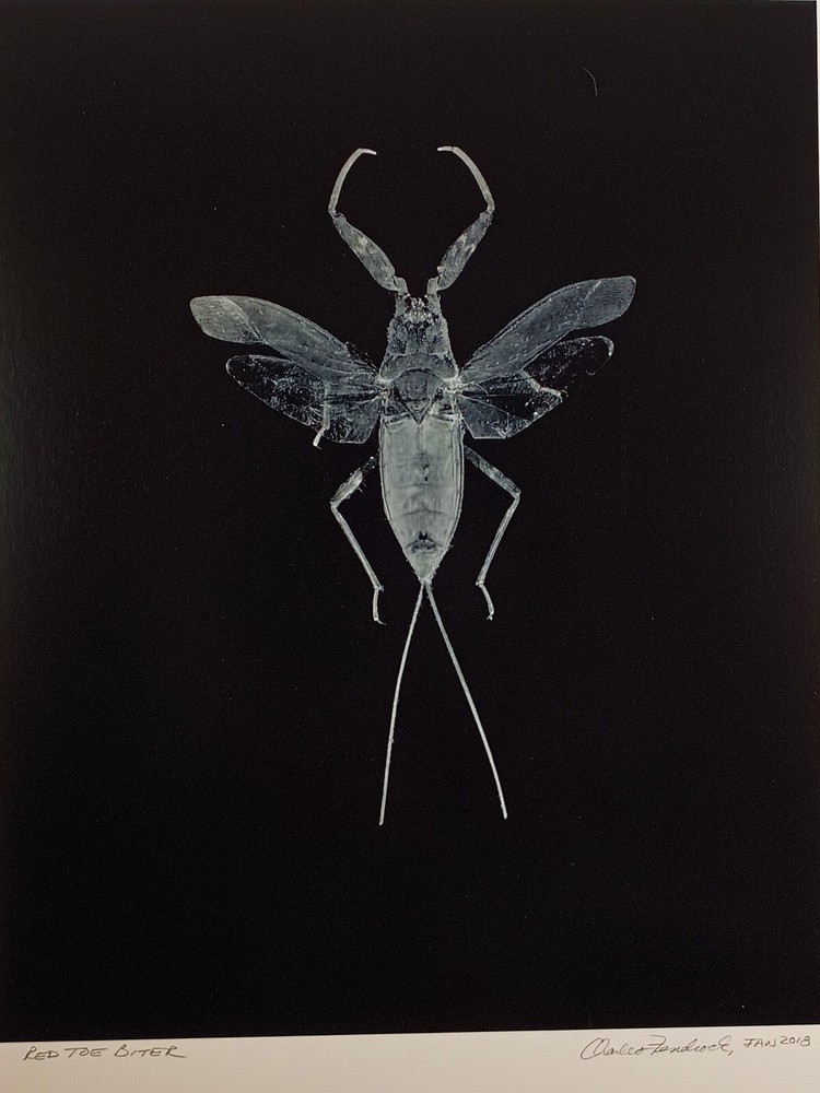 Original Large Format Black & White Photo Red Toe Biter by Charles Fendrock