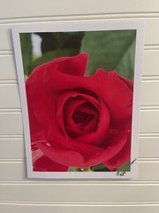 Garden Rose #9 – landscape photograph 8.5×11