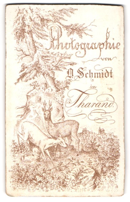 Photograph O. Schmidt, Tharand, Ricke and Roebuck standing in the forest with a view to