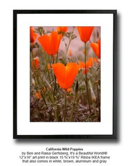 California Wild Poppies 12″ x 16″ Fine Art Print Floral Garden Wild Flower