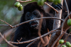 Howler Monkey Full of Mango