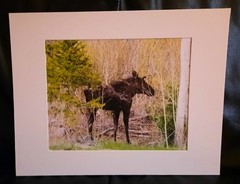 Matted Photograph: Mindful Moose