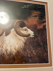 Signed Thomas Mangelsen Bighorn Sheep Framed Photo
