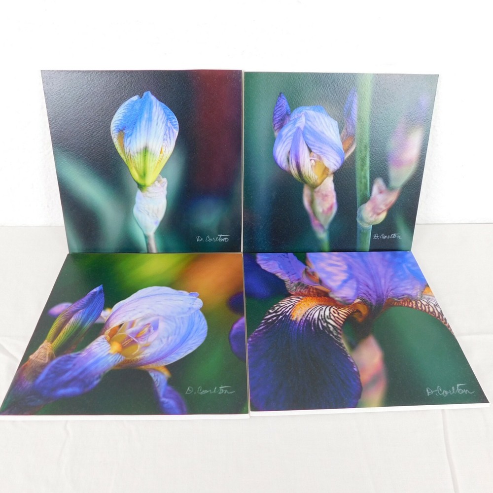 Purple Iris Flower Color Photography Lot of 4 Print Foam Board Botanical Nature