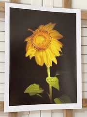 Landscape photograph- Yellow Sunflower 8.5×11