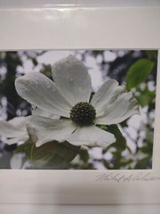 Signed Michael A Peterson Photography Dogwood Flat Mounted Canvas Gatorboard