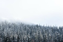 Snowy Tree Tops Winter Landscape Photography Print – PNW Washington 5×7 Print