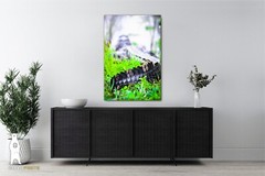 Alligator – Fine Art Photography Prints – by Bear8Photo
