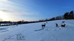 Digital Image Picture Photo Wallpaper Background Desktop Art Deer Catskills NY
