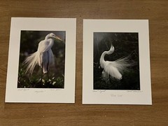 Great Egret Bird photos (2) Matted Signed