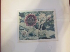 Set of 2 Red Framed Sunflower Photos