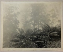 Rare JOHN B EATON ‘Ferns in Misty Landscape’ AUSTRALIA PICTORIALIST Signed PHOTO