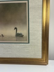 Family Of Swans Edward Robinson Nature Photographer Signed Photo Matted & Framed