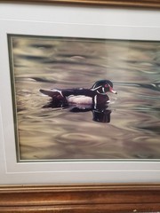 Thomas Mangelsen Signed Numbered Limited Photo Print Duck 386/959