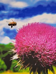 Nectar In The Field, Bees On Wild Thistle, 16×20 Canvas Photo Ltd Ed. Signed