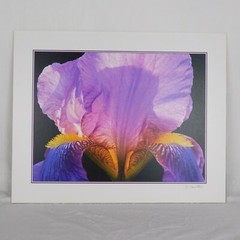 Lone Iris Foam Core Mounted Signed D Carlton Photograph Pacific NW Artist Color