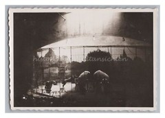 Manege Zirkus Tiger Eisbären Dressur – Altes Foto