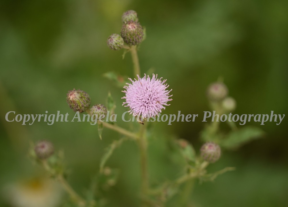 Original ACEO photo fine art print 2.5 x 3.5 inches THISTLE pink wildflower ball