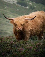 Highland Cow Grazing in Kühtai, Tirol Photograph 11×14 Print 11″x14″