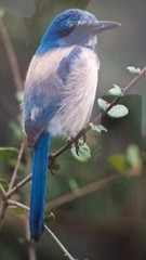 Thomas Mangelsen COLOR OF THE SKY SCRUB JAY Framed Signed Photographic Art Print