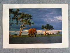 African Elephant Wildlife Photography, National Geographic By Beverly Jobert
